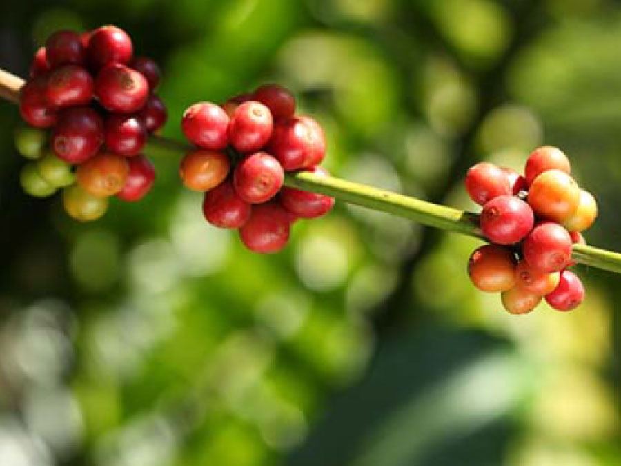 Coffee Estate Walks