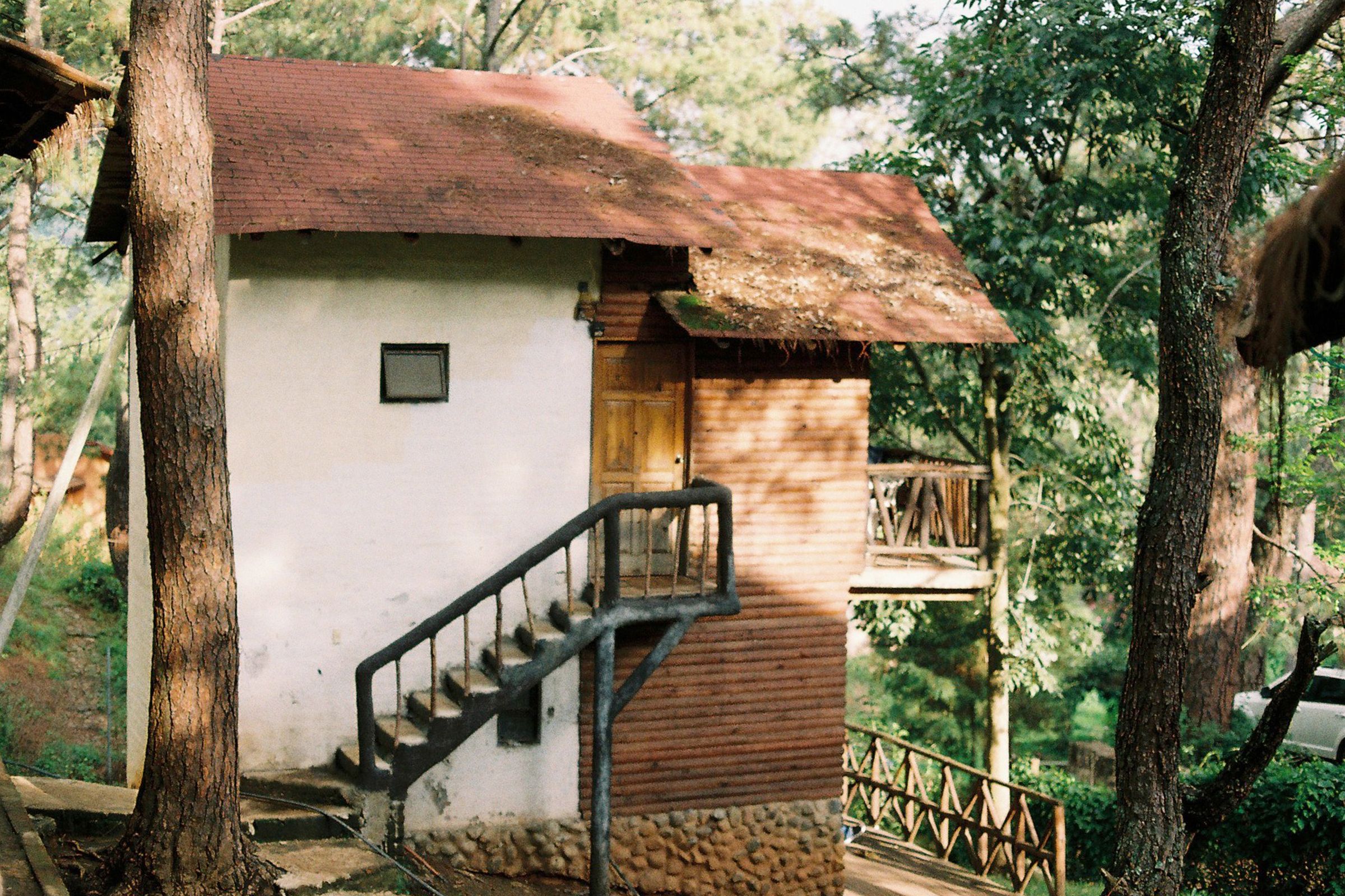 A timber cottage among rainforest trees